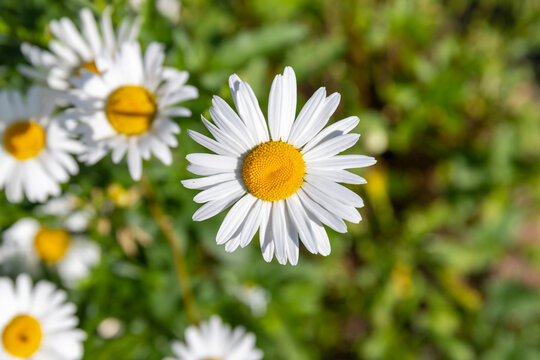 Beautiful white marguerite growing in a summer garden, close up