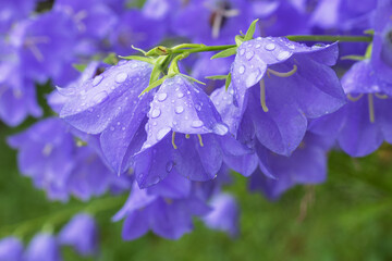 Flowers of Bluebell with rain drops, close up