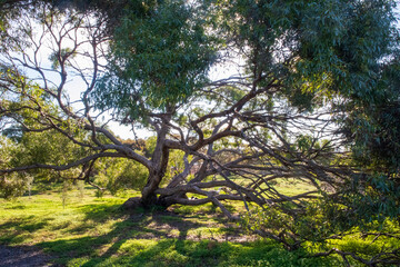 trees in the park