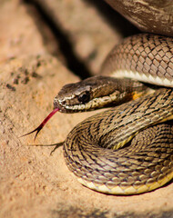 Cobra-corre-campo