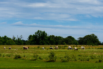 Wide Angle Of Cows Grazing In A Field-1493