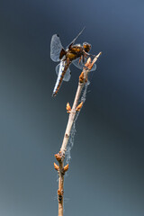 dragonfly on a tree