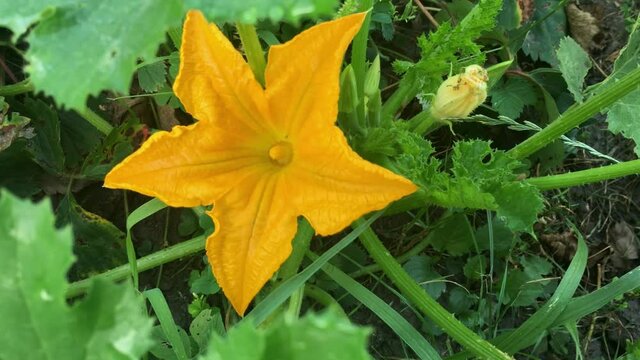 slow motion yellow zucchini flower in the grass