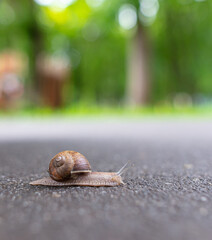 The snail is crawling on the asphalt