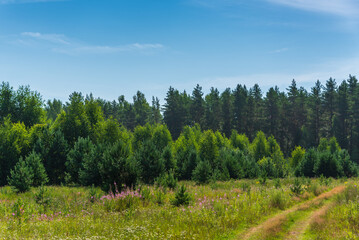 Meadow at the edge of the forest with wild flowers, small pines and grass on a sunny day. Natural landscape.