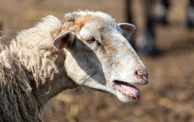Portrait of a ram on the farm.