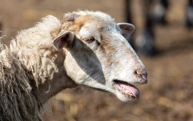 Obraz premium Portrait of a ram on the farm.