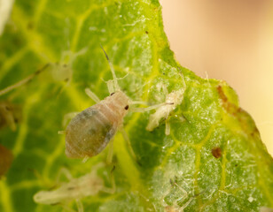 Close-up of aphids on a green leaf.