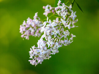 Beautiful lilac flowers in nature.