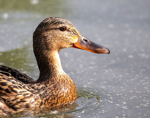 Portrait of a duck floating on the water