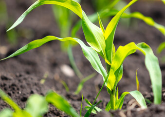Green leaves of young corn in the ground.