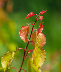 Leaves on the apricot tree