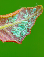 Close-up of aphids on a tree leaf.