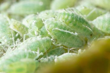Close-up of aphids on a tree leaf.