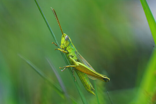 Closeup of an adult male large gold grasshopper, Chrysochraon dispar against a green background 