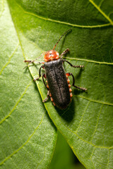 Close-up of a beetle on a leaf of a tree.