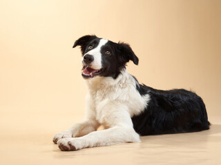 funny dog. Happy Border Collie puppy . Pet on a beige background