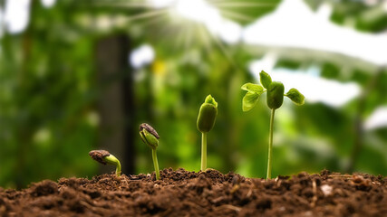 Concept of plant growth and cropping. Trees growing on fertile soils, respectively, the germination of trees.