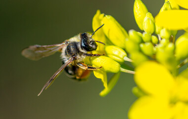 Close-up of a bee on a yellow flower.