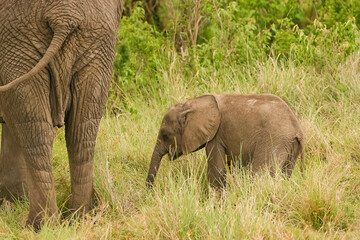 Famille Eléphants éléphanteaux Loxodonta africana au Kenya