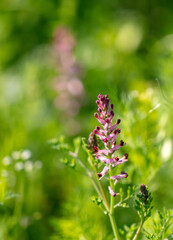 Small pink flowers in nature.