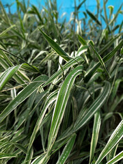 The texture of the leaves of plants in a rich green color with white spots. Many branches of plants with drops after rain. Fresh and juicy grass with a natural pattern. Eco-friendly background 