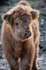 Fototapeta premium Schottische Hochlandrinder Kühe und Kälber