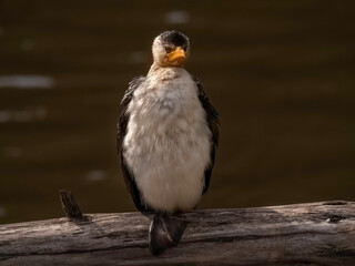 Grumpy Cormorant
