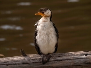 Left Looking Cormorant
