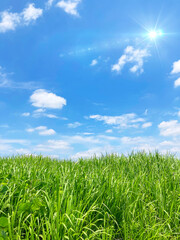 鮮やかな青空と新緑の背景素材_a_04