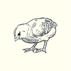 Vintage hand drawn sketch chick