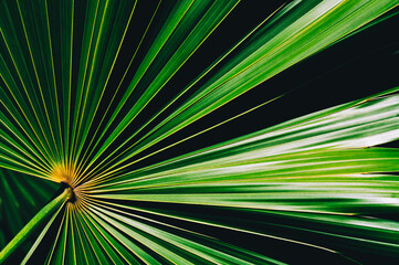 Obraz premium abstract green background