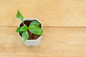  Closeup to fresh little philodendron white wizard © rukawajung