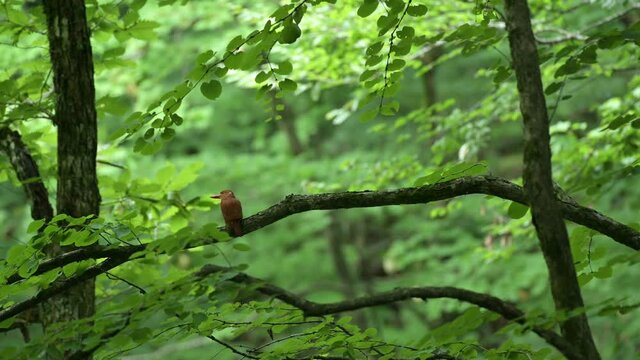 4K video of ruby kingfisher resting on branch tree and flying in the deep forest of Shirakami, Japan