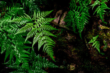 Naklejka na ściany i meble fern in the forest