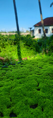  Lush Green Moss Algae Closeup