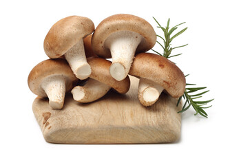 Shiitake mushroom on the White background 