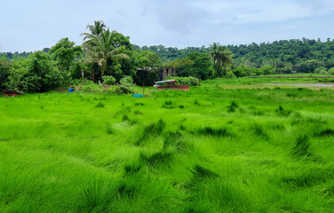 Lush Green Field of Grass