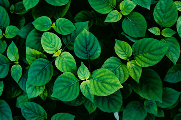 green leaves background