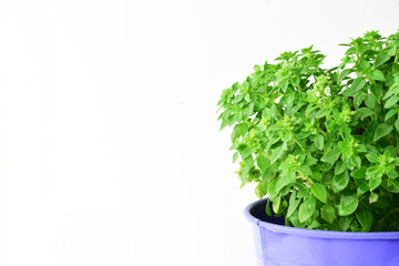 Basil plant with small leaves, with a bluish pot on a white background. Copy space.