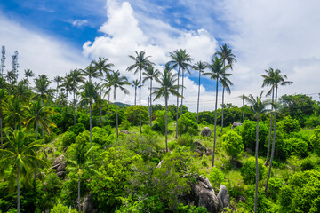 Fototapeta na wymiar coconut trees with jungle and blue sky copy space and no people