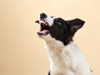 funny dog barks. Happy Border Collie puppy . Pet on a beige background