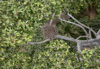 Birds Nest in Tree Top Birds Eye View with Drone Aerial UAV no people with copy space