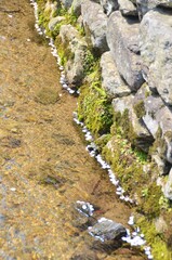 A row of cherry blossom petals lined up neatly in a row