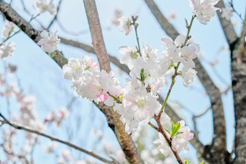 Ume (Japanese Plum / Apricot) Blossom