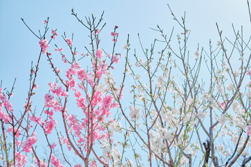 Ume (Japanese Plum / Apricot) Blossom