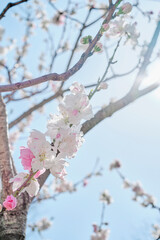 Ume (Japanese Plum / Apricot) Blossom