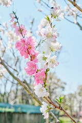 Ume (Japanese Plum / Apricot) Blossom