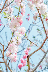 Ume (Japanese Plum / Apricot) Blossom