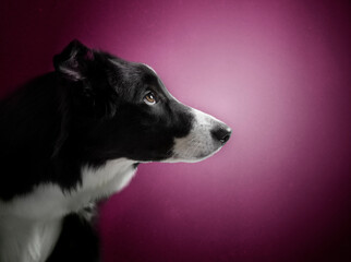 Obraz premium auto_awesome Se muestra la traducción de retrato de estudio de un border collie con el fondo rosa Traducir retrato de esturio de un border collie con el fondo rosavolume_up 59 / 5000 Resultados de 